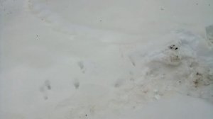 Минусы кавказянки