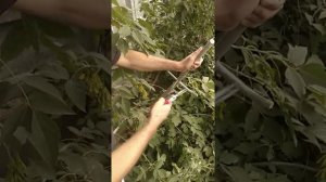 VID 20200811 ARS Секатор ручной VA-7Z