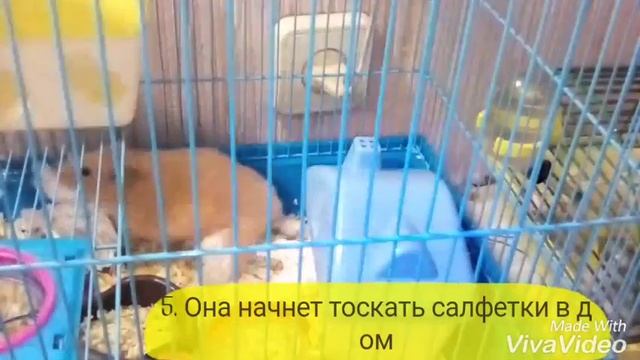 Как определить беременность у хомячихи?/ Мандаринка беременна?!