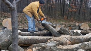 Stihl MS 170 (30cc/1.6HP) - best homeowner saw ? first start, muffler mod, big wood test and more !