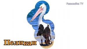 Животные для малышей. Животные Австралии. Развивающие мультики.