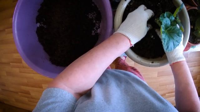 Пересадка ампельной бегонии на постоянное место.