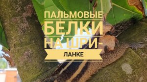 Пальмовые белки на Шри-Ланке. Забавное видео