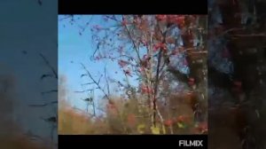 БОЯРЫШНИК-ДЛЯ СЕРДЦА. ОПИСАНИЕ, СВОЙСТВА, РЕЦЕПТ