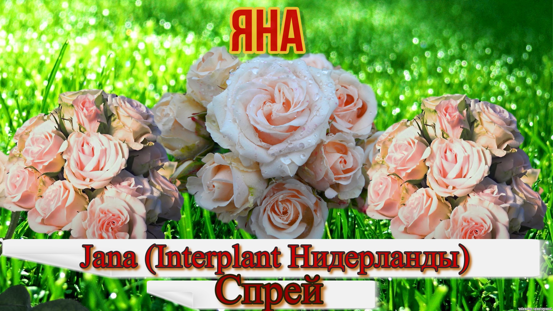 Роза Яна (Спрей) - Jana (Interplant Нидерланды)