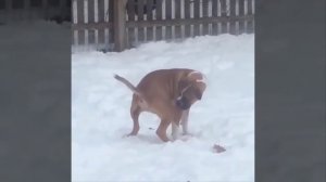 Приколы с котиками. Котики #58