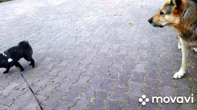 Шпиц. Знакомство с огромными овчарками. смотреть онлайн