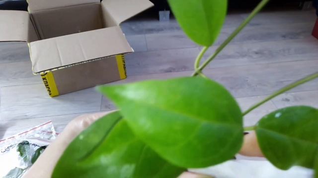 Комнатные цветы. Хойи. смотреть онлайн