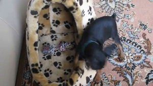 Мини доберман, цвергпинчер