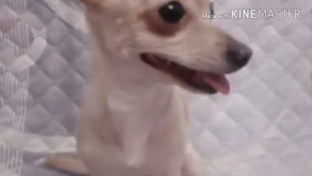 ФОТО ШОУ! /Собачий Инстаграм смотреть онлайн