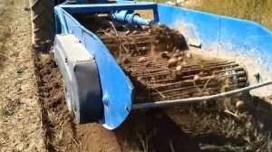 Збирання картоплі трактором МТЗ 82 копалка-трусилка,урожай осінь 2017