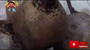 Как отварить сладкую и полезную свеклу всего за 40 минут: назван простой способ!