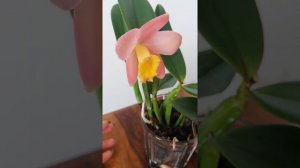 Цветение КАТТЛЕИ Crystelle Smith