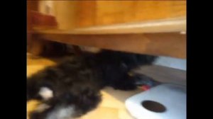 Тоби пытается грызть мебель