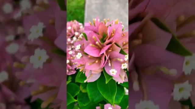 Bougainvillea Bonsai - Pink Pixie Bougainvillea