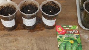 Посадка огурцов в открытый грунт