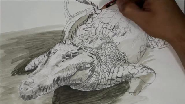 Crocodylus acutus (Cuvier, 1807) смотреть онлайн