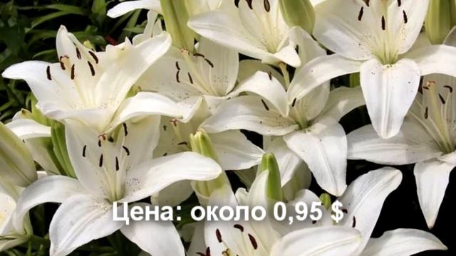 ? Лучшие лилии для ландшафтного дизайна (с ценами) смотреть онлайн