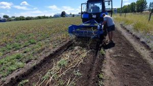 Уборка чеснока