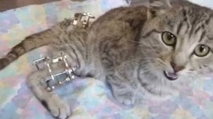 Перелом лапы у кошки: что делать в домашних условиях