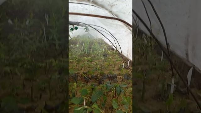 ДЕШЕВЫЙ ЧЕРЕНОЧНИК СВОИМИ РУКАМИ, С ТУМАНОМ..