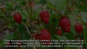 Земляника Александрина