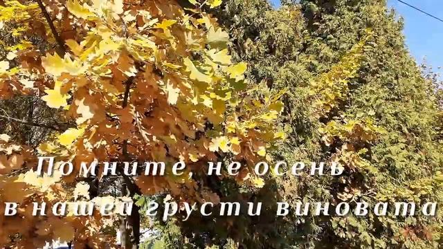 Осенние Видеофоны и натуральные Футажи для монтажа видео