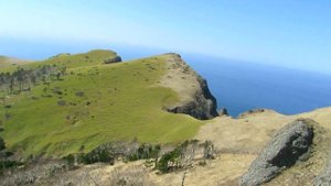 Остров Шикотан. Блеск моря\\Дерево-ворона