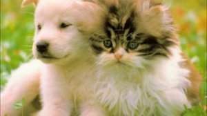 Красивая Азербайджанская Песня