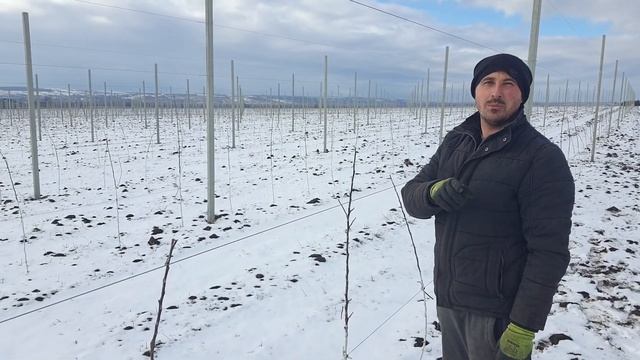 Стоимость посадки интенсивного яблоневого сада 4.3 ha. Создай свой бизнес!! Жизнь в саду!! 8 смотреть онлайн