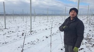 Стоимость посадки интенсивного яблоневого сада 4.3 ha. Создай свой бизнес!! Жизнь в саду!! 8