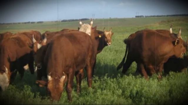 Порода коров Калмыцкая содержание в домашнем хозяйстве смотреть онлайн