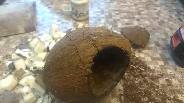 Амадины . Гнездо за 15минут и 49рублей смотреть онлайн