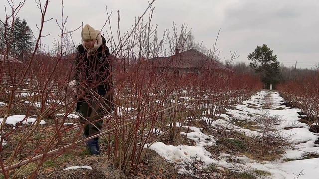 🫐обрезка голубики @slavberryfarm   Блюкроп 🔖кустам больше 10 лет #голубика#обрезкаголубики