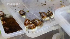 КОГО ВЫБРАТЬ: ГИГАНТСКАЯ УЛИТКА ИЛИ ПАУК? / SvinkiShow