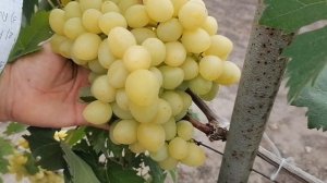 Виноград Виктора Елисеева 2020