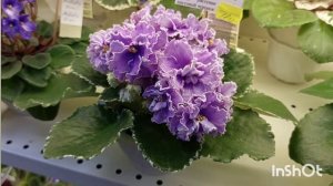 Февраль 2023/НОВИНКИ/Выставка фиалок в Доме фиалок(Р)#фиалки#выставка#