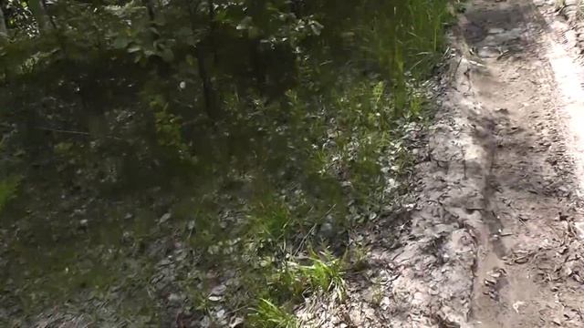 Марийскими лесными дорогами до оз.Лисичкино. смотреть онлайн