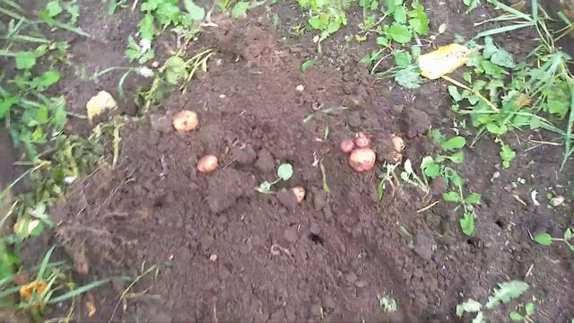 Мама посадила в августе картошку. смотреть онлайн