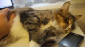 Пушистая киса