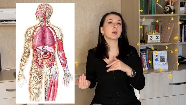 Внутренняя среда организма. Гомеостаз и все что для него необходимо. смотреть онлайн