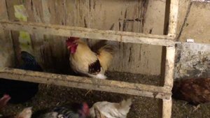 КУРИЦЫ  Чешский доминант, Ломан Браун , Леггорн. 
красавец ПЕТУШОК.. Homemade chiken