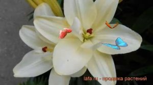 Лилия азиатская махровая (lilium asiatic aaron) ? лилия обзор: как сажать луковицы лилии