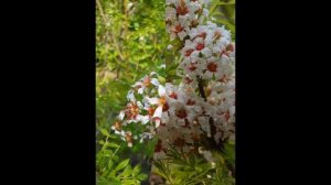 ЧЕКАЛКИН ОРЕХ (XANTHOCERAS) сем. Sapindaceae