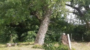 природа  Краснодарского края "станица Тбилисская 15 июня 2022год"