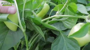 ВИТЕЗ F1 - супернадёжный гибрид сладкого перца - Добрые Семена.ру