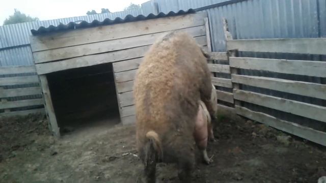 СВИНЬЯ В ОХОТЕ./СЛУЧКА СВИНЕЙ /The pigs lene.