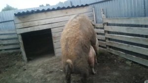 СВИНЬЯ В ОХОТЕ./СЛУЧКА СВИНЕЙ /The pigs lene.
