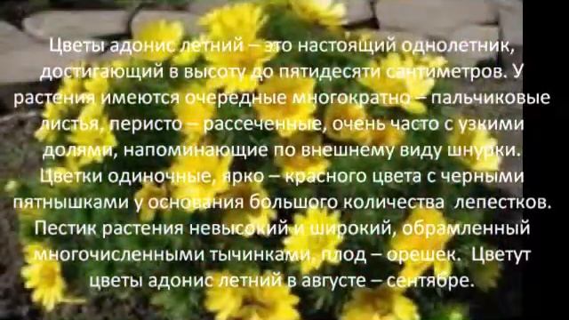 Цветы адонис летний -- это настоящий однолетник