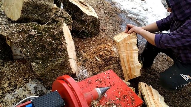 Рвём КОМЛИ КЛЁНА дровоколом конусным